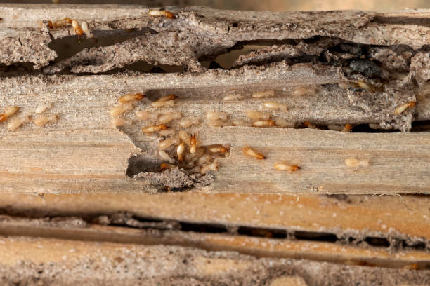 Best Flea Control Services  in Harlem Heights, FL